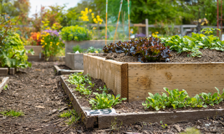Garden with raised beds and vegetables growing